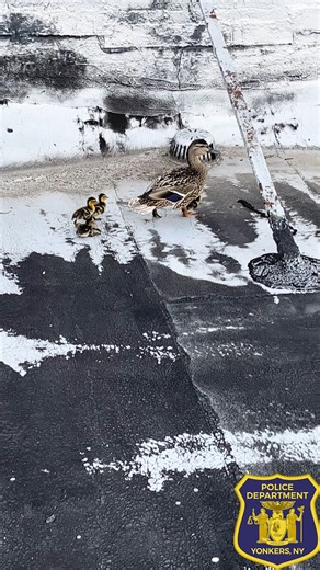 Our ESU Officers did a quacktastic job rescuing some ducks from a local rooftop! We're not sure how they got up there, but our Emergency Service Unit Officers Rolo, Bleckman, Gonzales, and Bracken corraled the ducks on the rooftop to move them to a better environment, as the mother duck would not have been able to feed them properly on the roof. In our short time together, we named a few that took a liking to us! We took great care of Randy, Ernest, Victoria, and their siblings and safely reloca