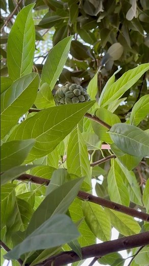 Grow Sitaphal (Custard Apple) Plant & Boost Fruit Production!