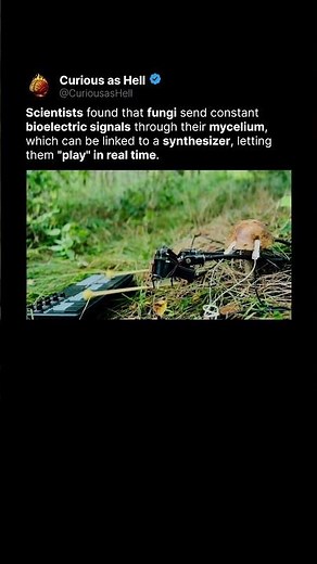 Fungi That Play Music 🍄