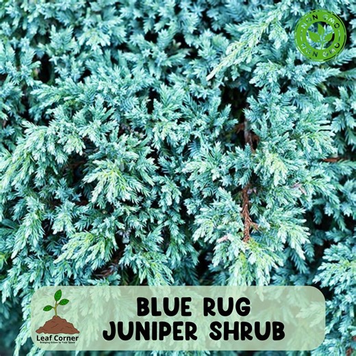 Blue Rug Juniper Shrub, Juniperus Horizontalis Wiltonii Live Starter Plant, Low Growing Evergreen Groundcover - Etsy