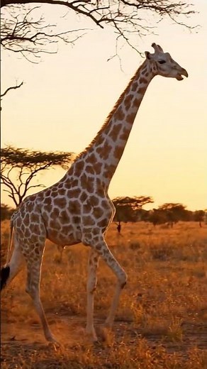 Animal Genetics 101: Why Mutations Happen in Nature