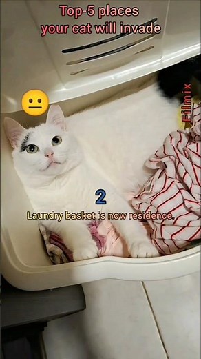 Cat vs Personal Space: 5 Unexpected Spots 😂😂😂