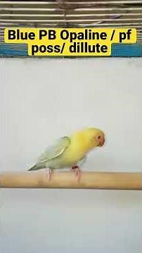 Blue / Parblu Opaline / pf poss/ dillute African Lovebirds / Eyering/ Albs 2