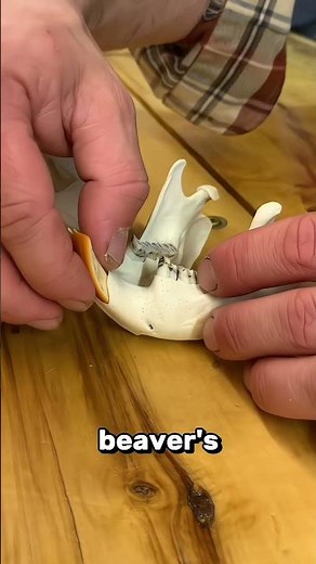 Why Beavers Never Stop Chewing Wood🤔