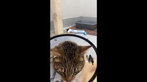 1K views · 69 reactions | Thank you to everyone who donated to help cover Mr. Bojangles medical costs! We raised the full amount and Mr. Bojangles is back at the shelter recovering from his surgery. We are now accepting adoption applications for this special guy. Please email adoption@surrey.ca for an application. If you are not in a place to adopt, please share to help us find Mr. Bojangles his forever home! | Surrey Animal Resource Centre | Facebook