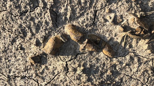 Over 500 fossilized poops show how dinosaurs came to rule the Earth