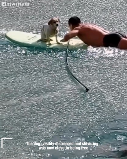 These men plunge into icy waters to pull off an incredible dog rescue mission!🥶❤️🐶 | Animal Lovers