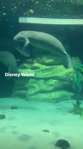 Finding Nemo Disney World Epcot | Chontel Klobas