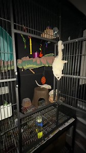 Sugar Glider Cute Pet: Care, Names & Essentials