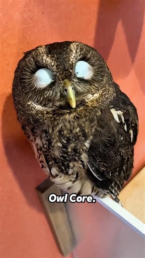 That’s just a flying cat 🦉 #owl #owls #cute #cat #short