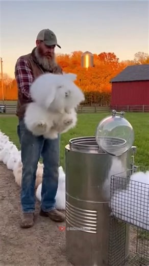 White Rabbit Enters Machine Clean Wool Comes Out 🧸