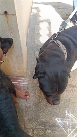 Zeke and Oreo 🐕‍🦺🐕 #viral #zeke #shorts