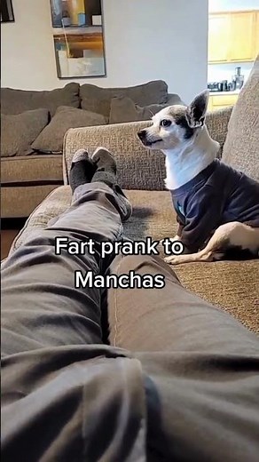 Dogs vs Farts – The Ultimate Reaction Compilation!