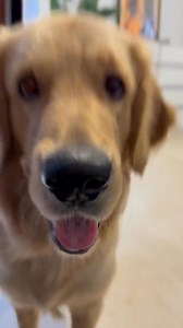 #goldenretriever | Amazing Videos