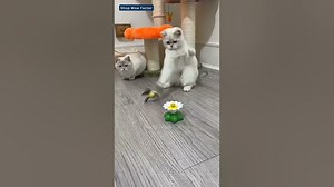 Product Link is in Bio Funny Cat Gadget