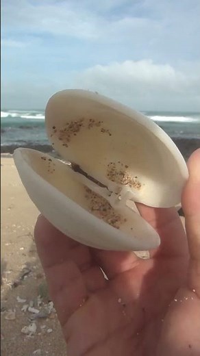 seashells on the sand #beachcombing #beach #canadacoast