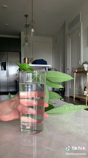 Money Tree Propagation: Easy Guide to Grow Money Trees from Cuttings