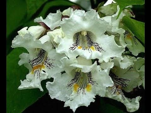 Growing Catalpa speciosa from the seed to the tree at home