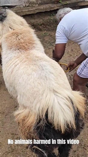 NAIDU SHEEP FARM 2026 BAKRID SOLD OUT SHEEPS
