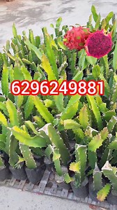 Dragon fruits plant sale kora hai# Dragon plant gardening# pink purple Dragon fruits | Sharmistha Sarkar