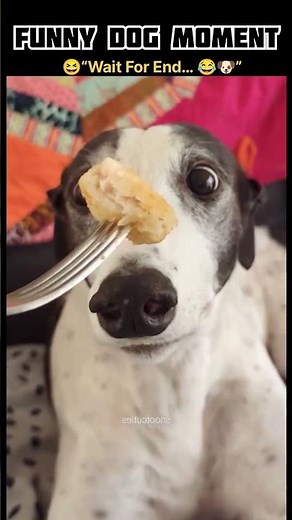 funny cats&dogs moment 🤣| the end is the best | #shortfunnyvideo #viral 🇱🇷