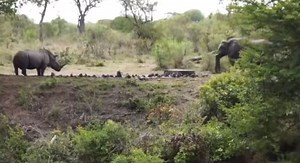 #elleafricasafaris #wildlife #africanwildlife #nature #gamedrive ##safari | 𝑹𝒆𝒔𝒕𝒐𝒓𝒂𝒕𝒊𝒐𝒏 𝐓𝐢𝐩𝐬