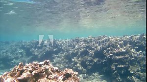 Sabre-toothed blenny cleaning Garfish, Red sea, Marsa Alam
