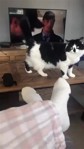 13 reactions | All going well, Hannah will rejoin Cat Castle on the 19th! This video is from about 6 years ago during a visit to France. | The Tails of Cat Castle | Facebook