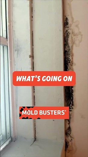 Mold on the Ceiling - Free Virtual Inspection