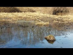 What do Spring Peeper Frogs sound like?