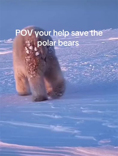 We can try to bring things back to being like this but it’ll be hard trying to doing eco friendly thing like using less plastic and less ai so we can have an eco friendly environment!!! #ecofriendly #polarbears #artic #snow #endangered