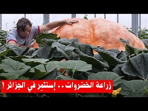 زراعة الخضروات .. إستثمِر في الجزائر - توصيف المهارات