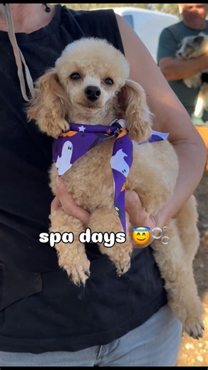 Herding Home Animal Rescue on Instagram: "This 6 lb toy is the definition of Poodle-core 🎀 To describe Princess Penelope in brief would be: - Dainty 🩰 - Diva 💅 - Babygirl 🥺👉👈 - The Moment 📸 She is literally a Paris Hilton purse dog, who wants to be carried around and doted on by her future adopter. Like most purse dogs (and divas), her social circle mostly consists of one or two besties, and strangers (esp men 🙄) get the stink eye. (SAME GURL, PREACH!!) She is EXACTLY who she thinks she 