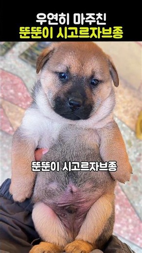 우연히 마주친 뚠뚠이 시고르자브종 #강아지 #귀여운 #시고르자브종