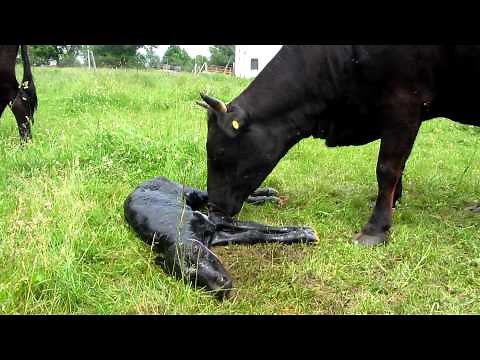 DEXTER COW CALVING ON MORNINGSIDE FARM