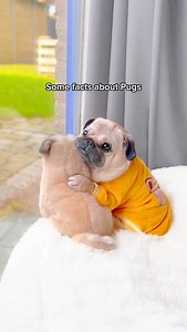 Happy National Pug Day! 🐶🐾 To celebrate this day, here are some interesting facts about this very special and ancient breed 💛 #pug #dog #dogsofinstagram #pugsofinstagram #WeeklyFluff | Loulou the pug