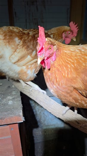 🐓- “who are you?” 🐍- “I’m Pam, who are you?” 🐓- “I’m the owner of this house” 😂😂😂 | Sunshine Coast Snake Catchers 24/7