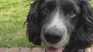 88K views · 2.2K reactions | Meet one of the dogs helping London Fire Brigade | BBC London | Facebook