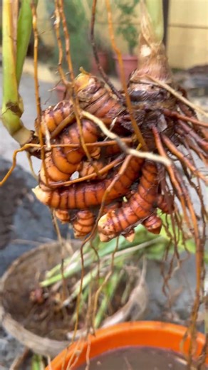 My Turmeric Harvest 😍😍