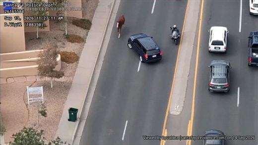 Cowboys help cops chase down loose horse running through city