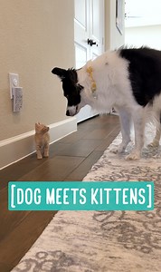 936K views · 38K reactions | Dog Meets Kittens  Phoebe finally...