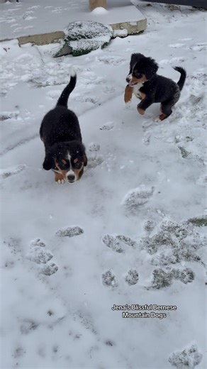 Bernese mountain dog puppies playing in the snow! #bernesemountaindog #bernesemountaindogpuppy