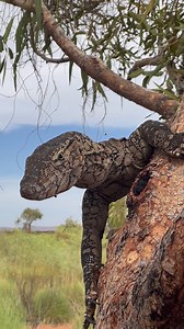 12K views · 385 reactions | A big, staunch Perentie (Varanus...