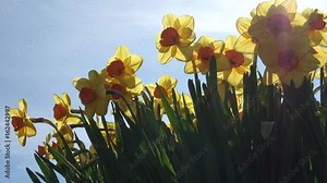 Low angle springtime footage of yellow Narcissus flower tepals moving slowly by soft breeze in background showing bright sunshine on right and crisp blue sky on left side 4k high resolution quality