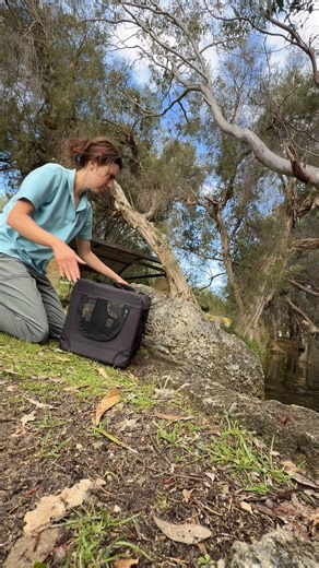 92K views · 2.1K reactions | Excuse the angle, the tree tripod was doing it's best! Duck family resue and relocation. This little family was called in for a home owers backyard. Worried they would leave and head out into the road and not close enough to water to walk, this family was caught and taken to closest lake to start their new life as a family. #wildliferescue #duskrescue #wildlifeconservation | Western Australian Seabird Rescue | Facebook