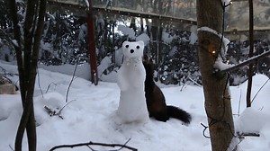 Snowy the snowferret has returned! He is reinforced with ice to hopefully withstand any enthusiastic ferrets, although he will probably loose an eye or nose. He decided on a bowtie this year since he was robbed of his scarf last time (and lost his head in the process). He will stay for as long as the weather permits. | Marie's Ferrets