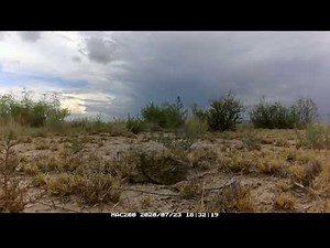 A hybrid rattlesnake readies for ambush