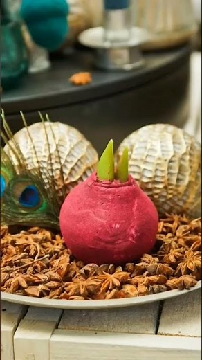 🎄👉🎄Sidu's World shows: Christmas decoration ideas with amaryllis🎄👉🎄