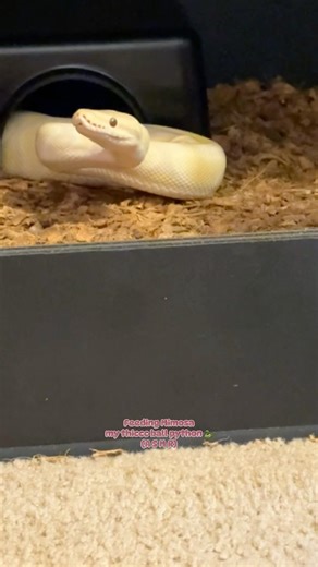 This is MIMOSA my beautiful ball python #snake #feedingtime #ballpython #asmr