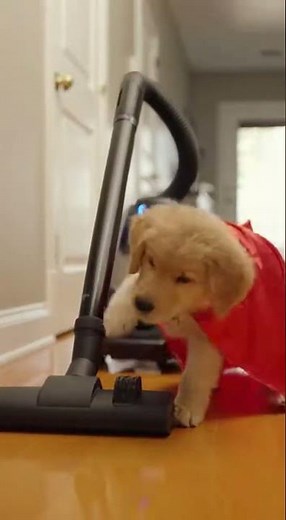 Charlie the Super Golden Retriever vanquished the evil vacuum! #goldenretreiver #funny #superdog